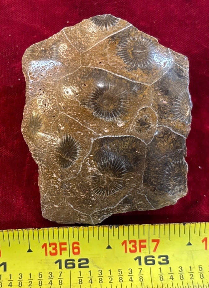 Petrified Coral End Polished