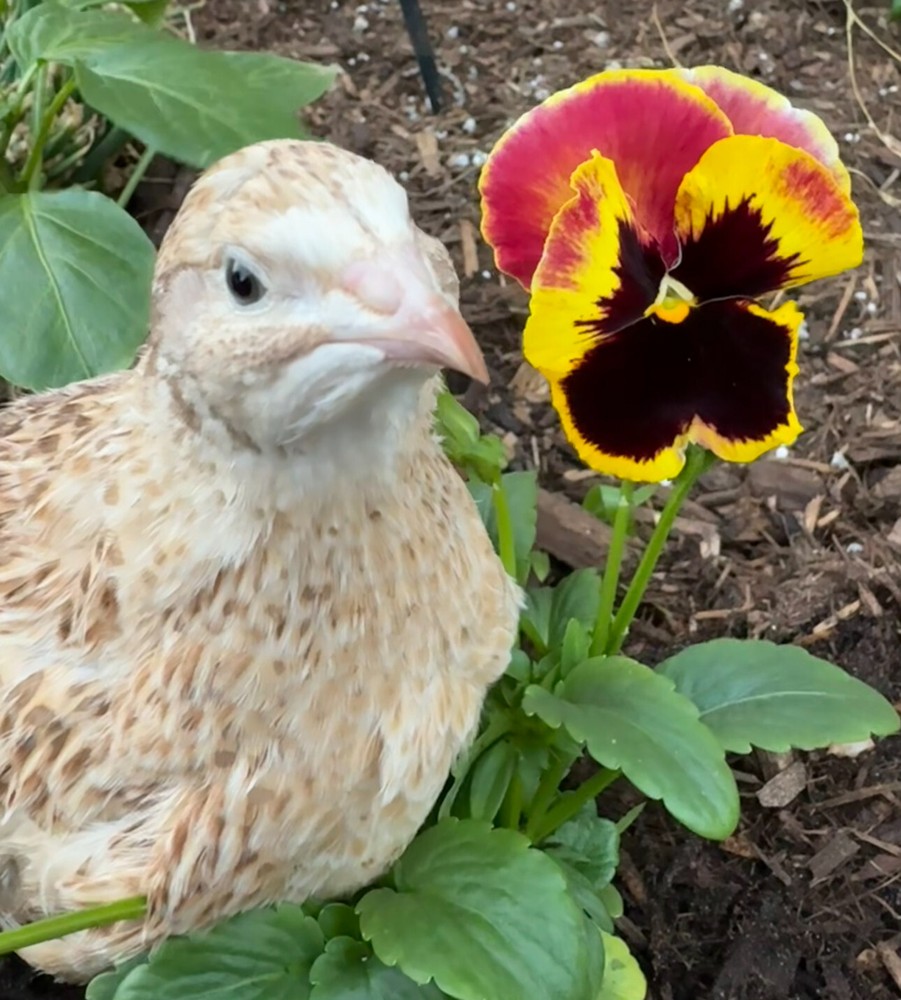 20 count Fawn Coturnix hatching eggs