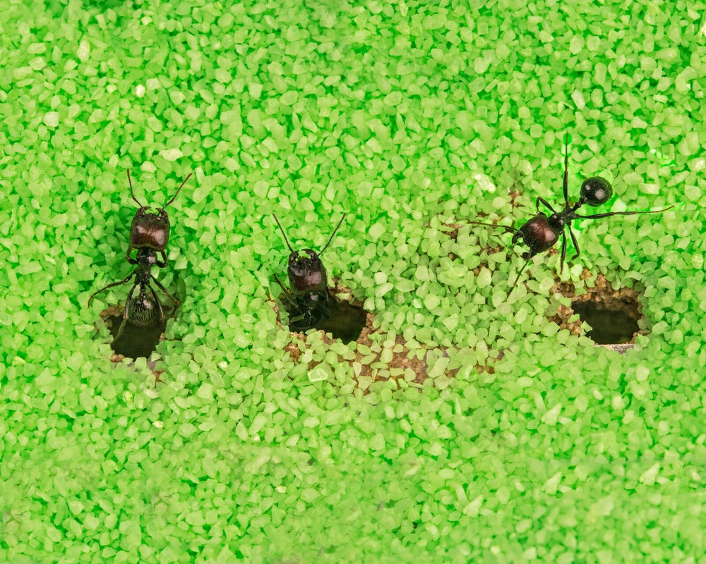 Sand Ant Farm 3D(Anthill, Formicarium, Educational, Ants)