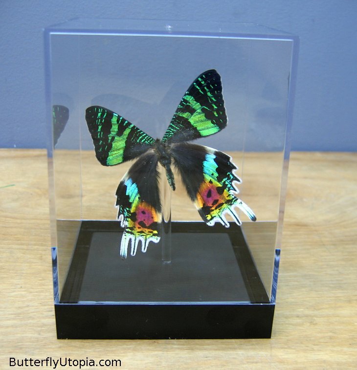 Real 3D Framed Butterfly: Sunset Moth - Table Top