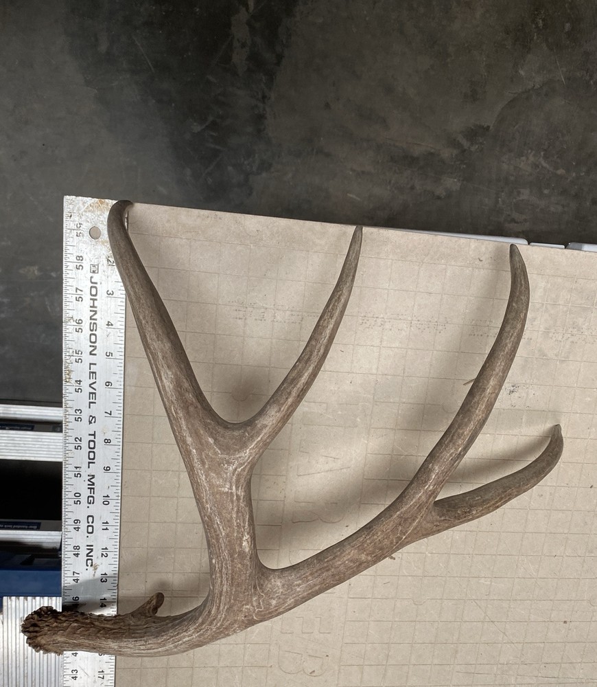 Decor Mule Deer Shed ~ Antler