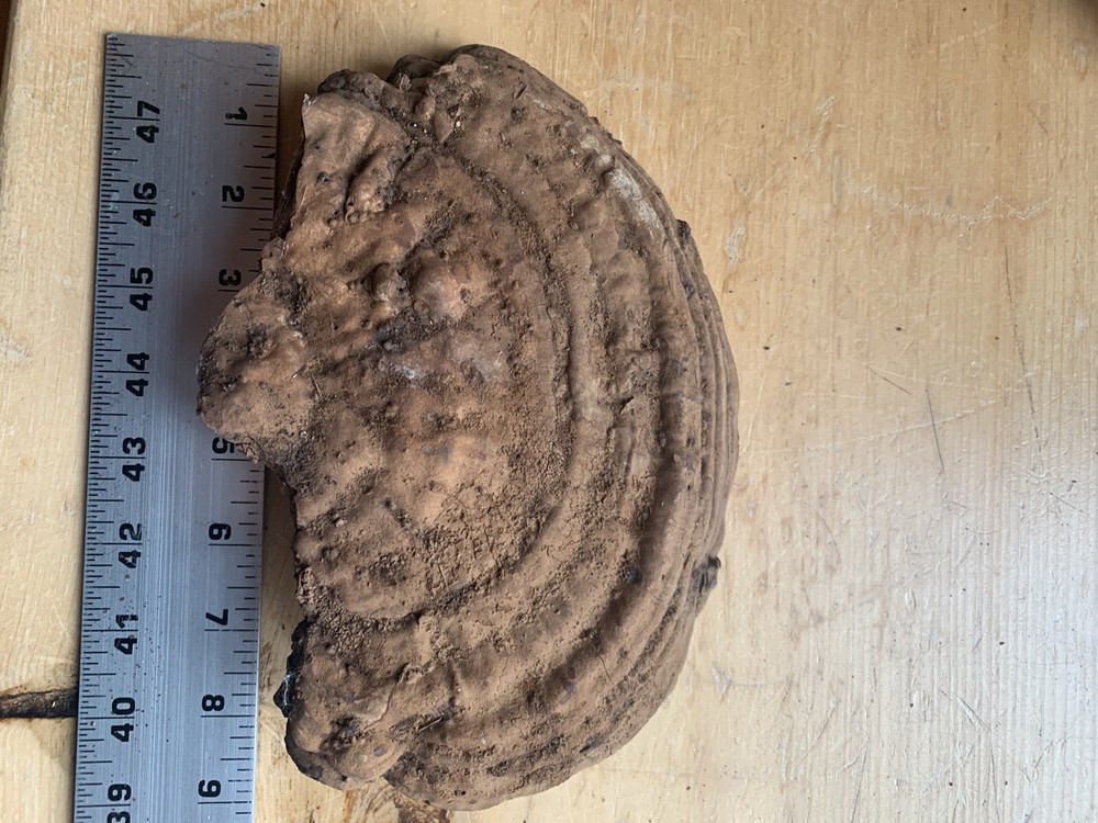 Conk Polypore Very Large In Size