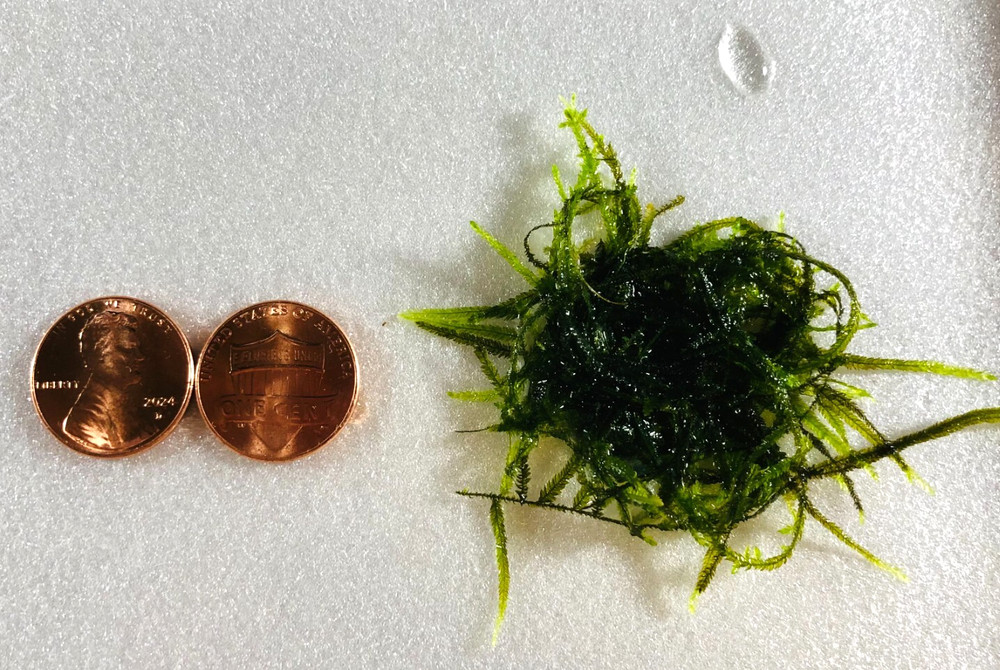 Java Moss - Live Aquarium Plant Buy 2 Get 1 Free