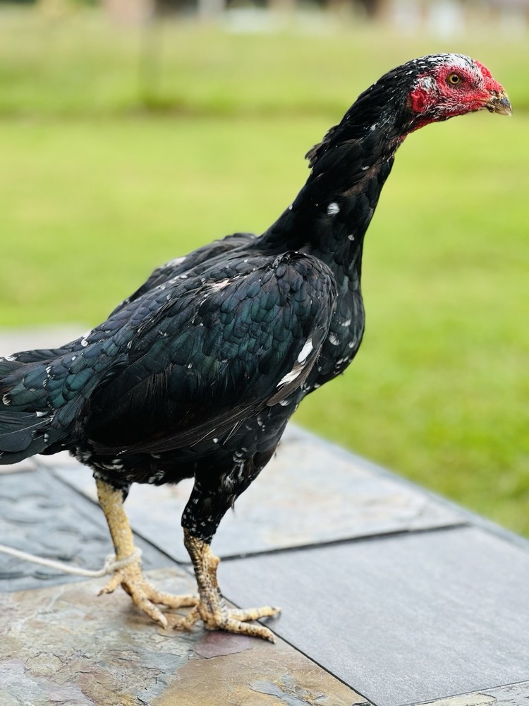 Thai Chicken Hatching eggs