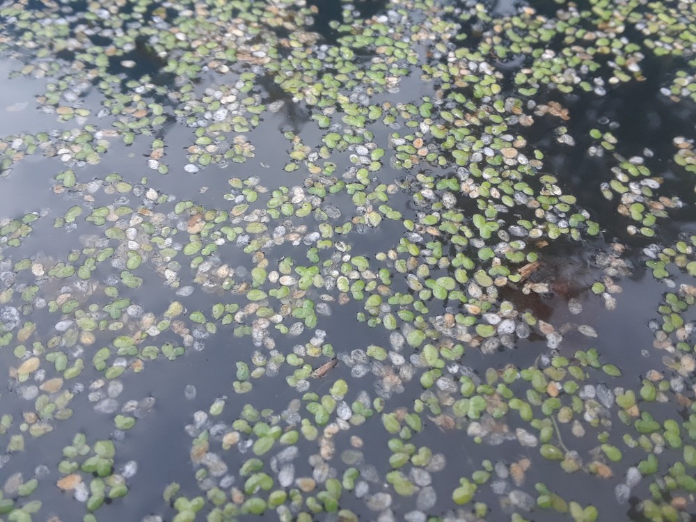 500 Duckweed (for KOI Fish Ponds)