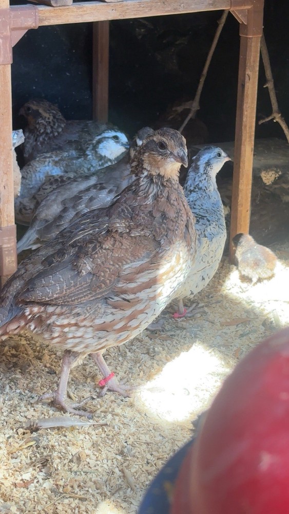 12+ Mixed Bobwhite Hatching Eggs
