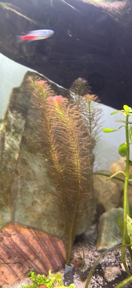 Beginner aquarium plant bundle