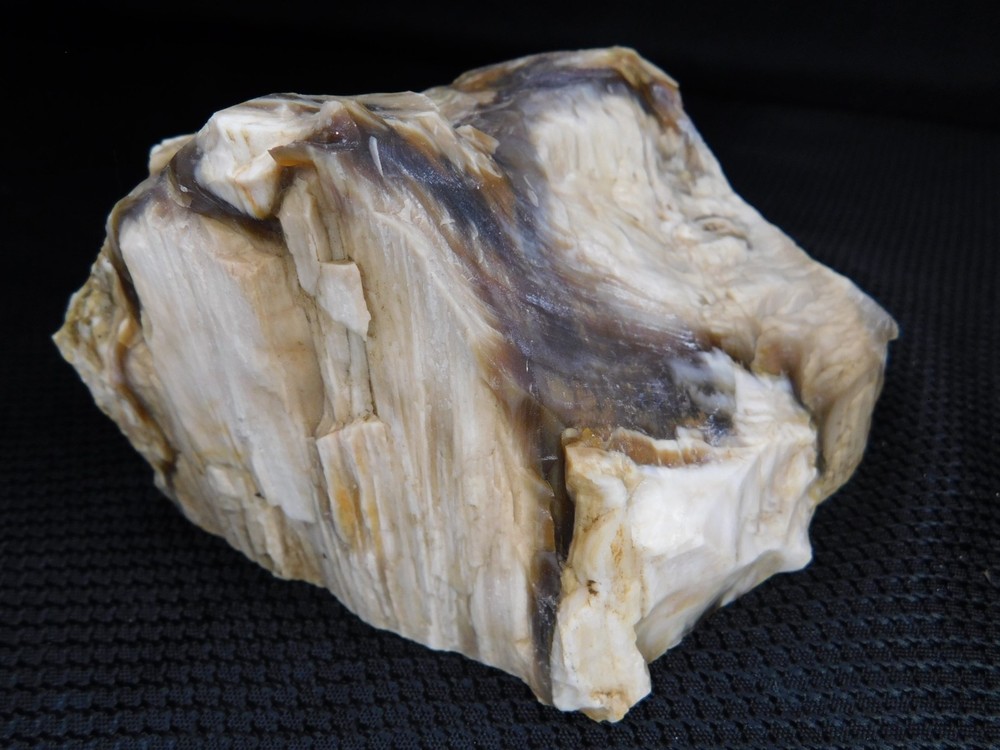 Petrified Wood Opalized Cut Display Specimen 2 lbs. 14 oz.