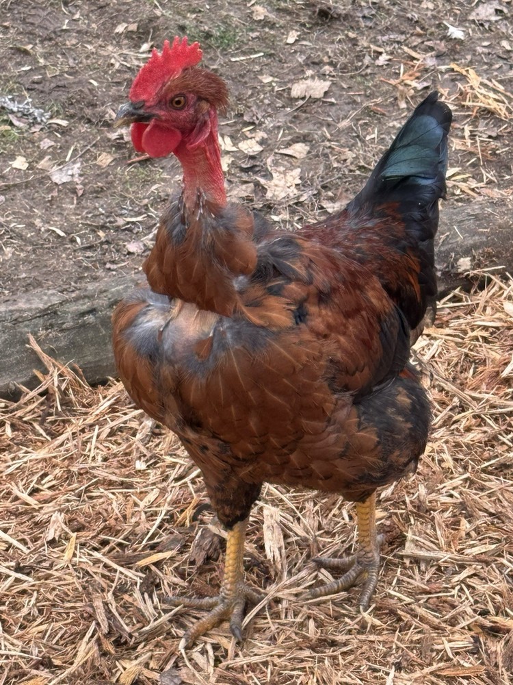10 “Who’s Your Daddy?” RAINBOW Hatching Chicken Eggs 🤍🌈