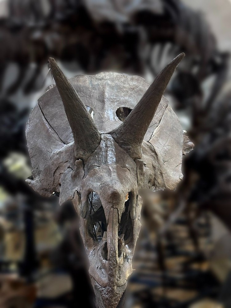 Genuine triceratops fossil