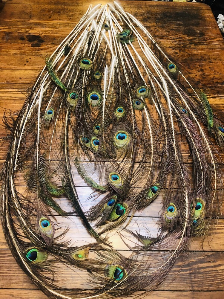 Natural Peacock Tail Feathers (Bunch)