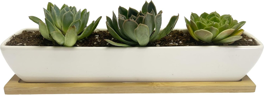 White Rectangular Long Succulent Planter Pot,11X2.16X1.75Inch Modern Minimalist