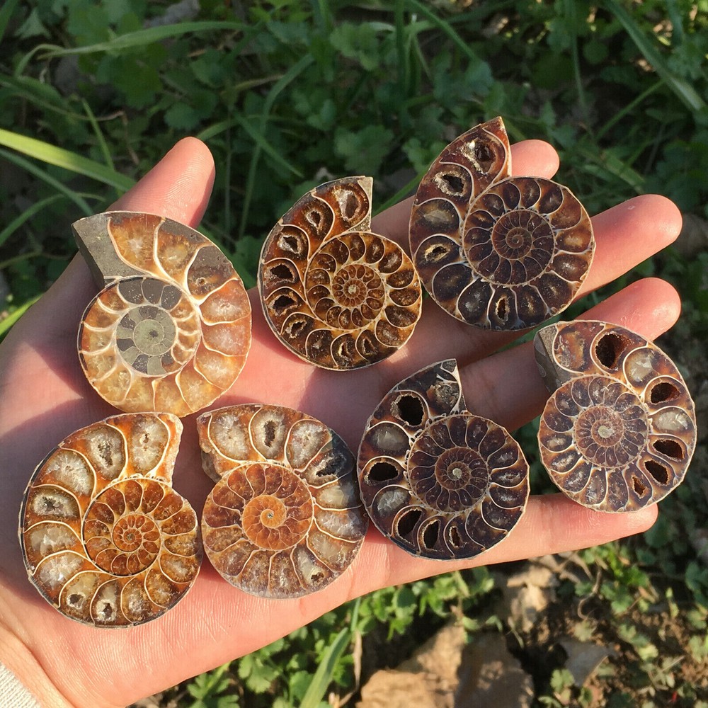 1LB Natural Ammonite Conch quartz Crystal Specimen Healing