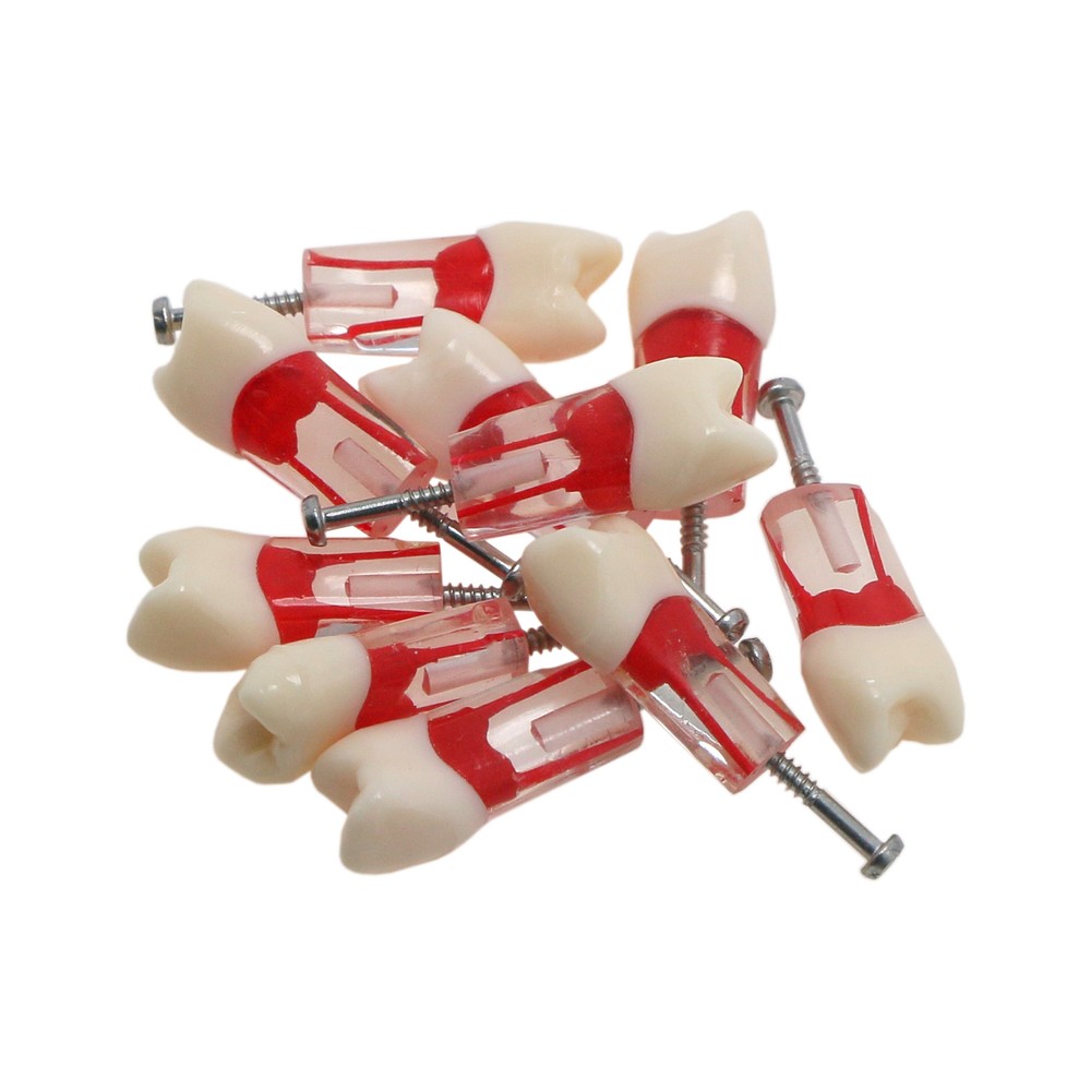 10Pcs Dental Root Canal Study Teeth Model for Endodontic Rotary Files Practice