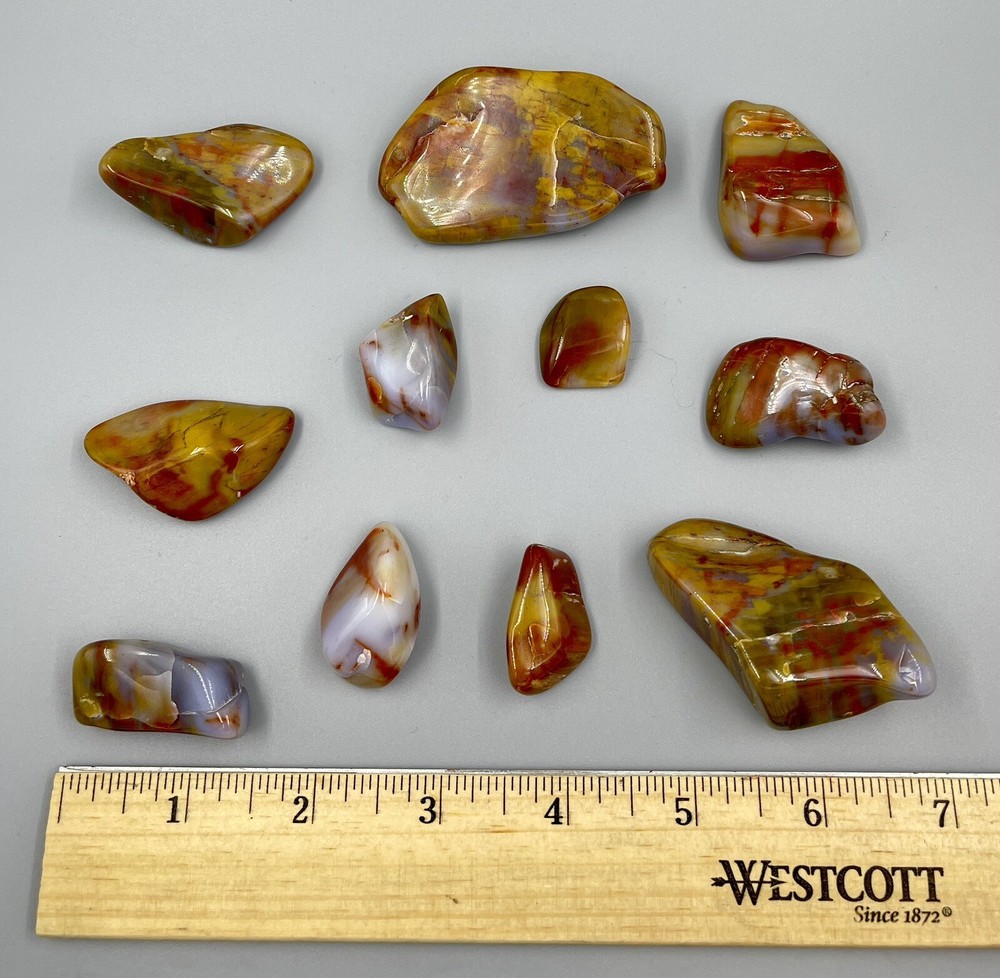 Polished Petrified Wood Assorted 9 Oz