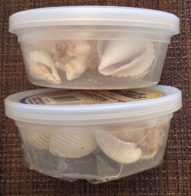 Hygloss White Mix Sea Shells 5 oz. (2 PACKS!!!)