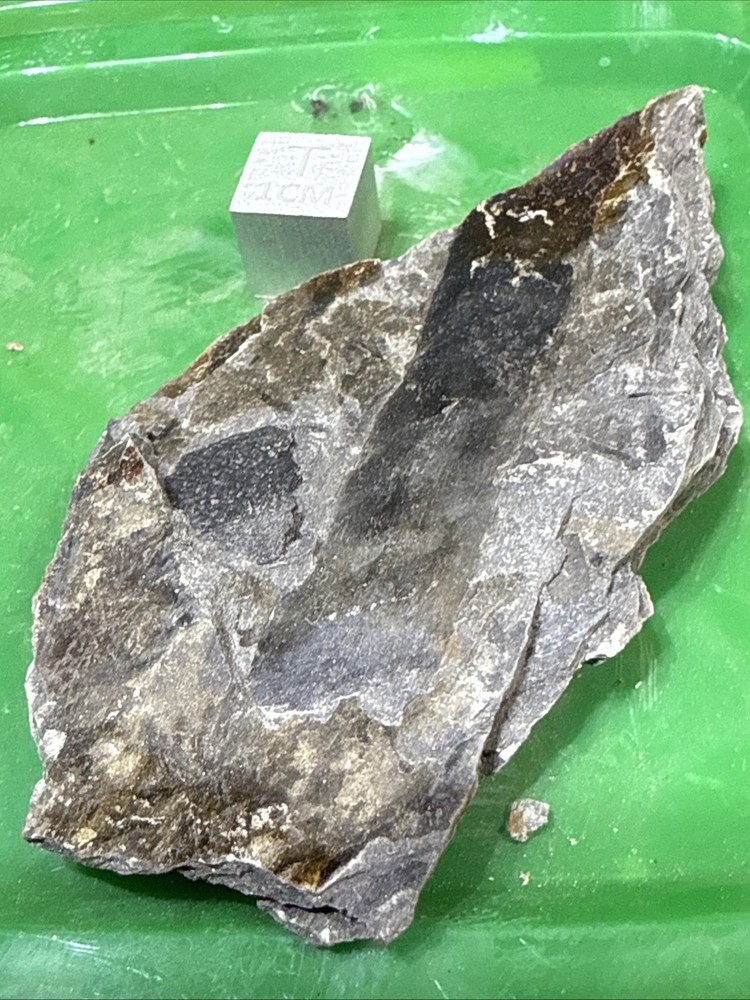 Devonian Plant With Fish - Rare devonian plant- Red Hills PA.