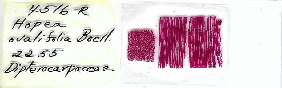 Hopea ovalifolia Microscope Slide