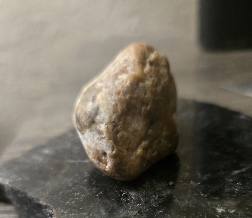 Rare Petrified Reptile Head