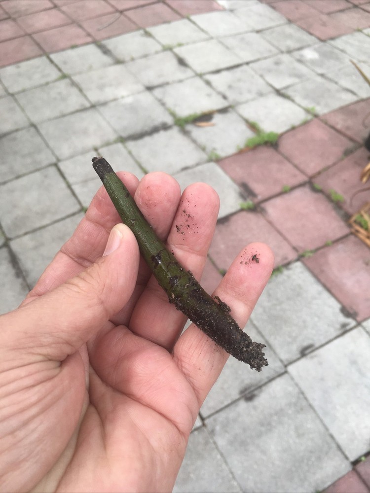 1 Florida mangrove seed