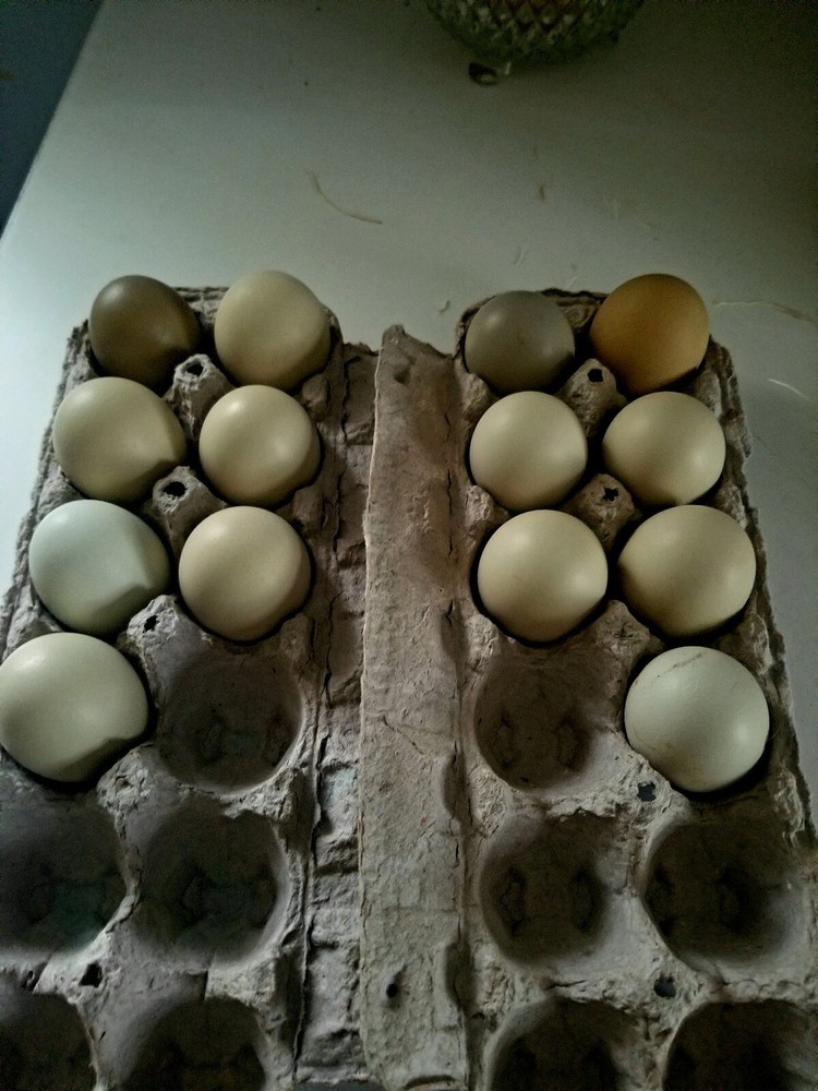 6 Fresh & Fertile Chicken Hatching Eggs - OLIVE EGGER