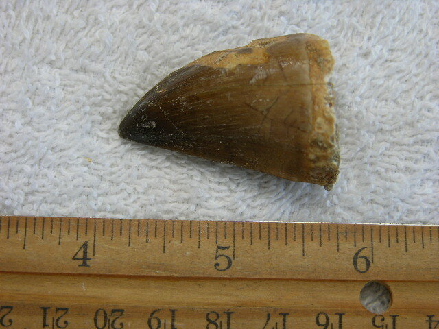 Dinosaur tooth bigger Mosasaurus 1.5-2 inch SA41