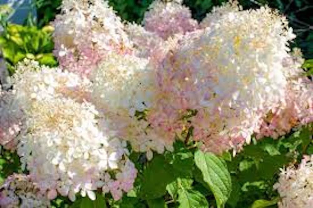 1 Phantom Hydrangea Starter Plant 6-8" Tall Hydrangea Paniculata
