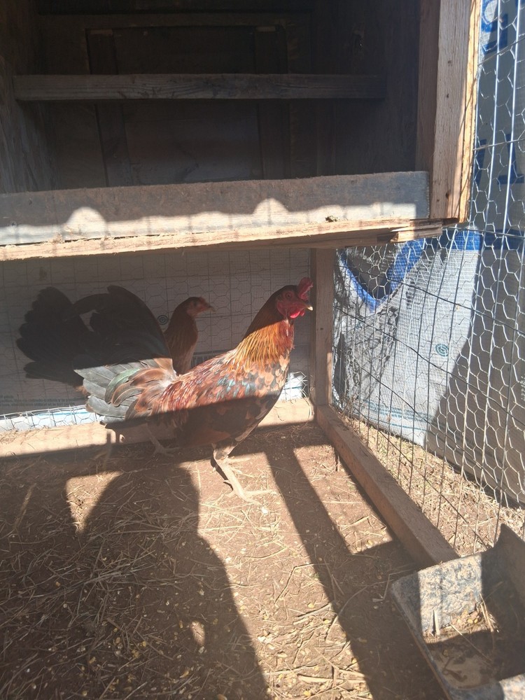 6 McLean Henny Pure Hatching Eggs