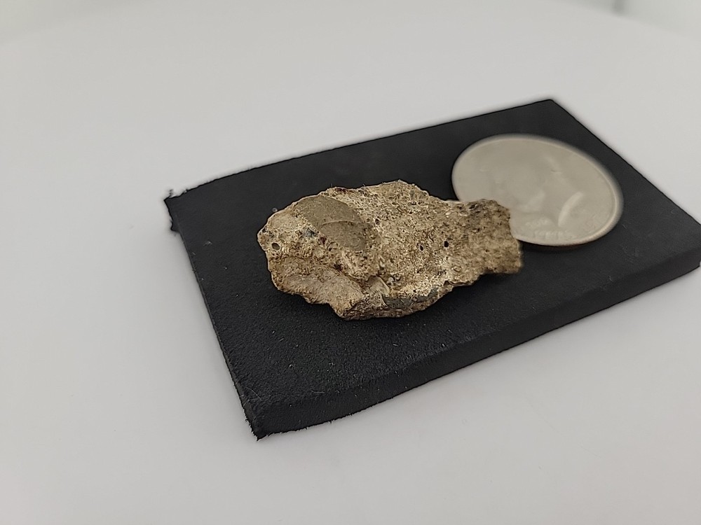 Fossilized Raptor Talon Dinosur Permineralized Fossil