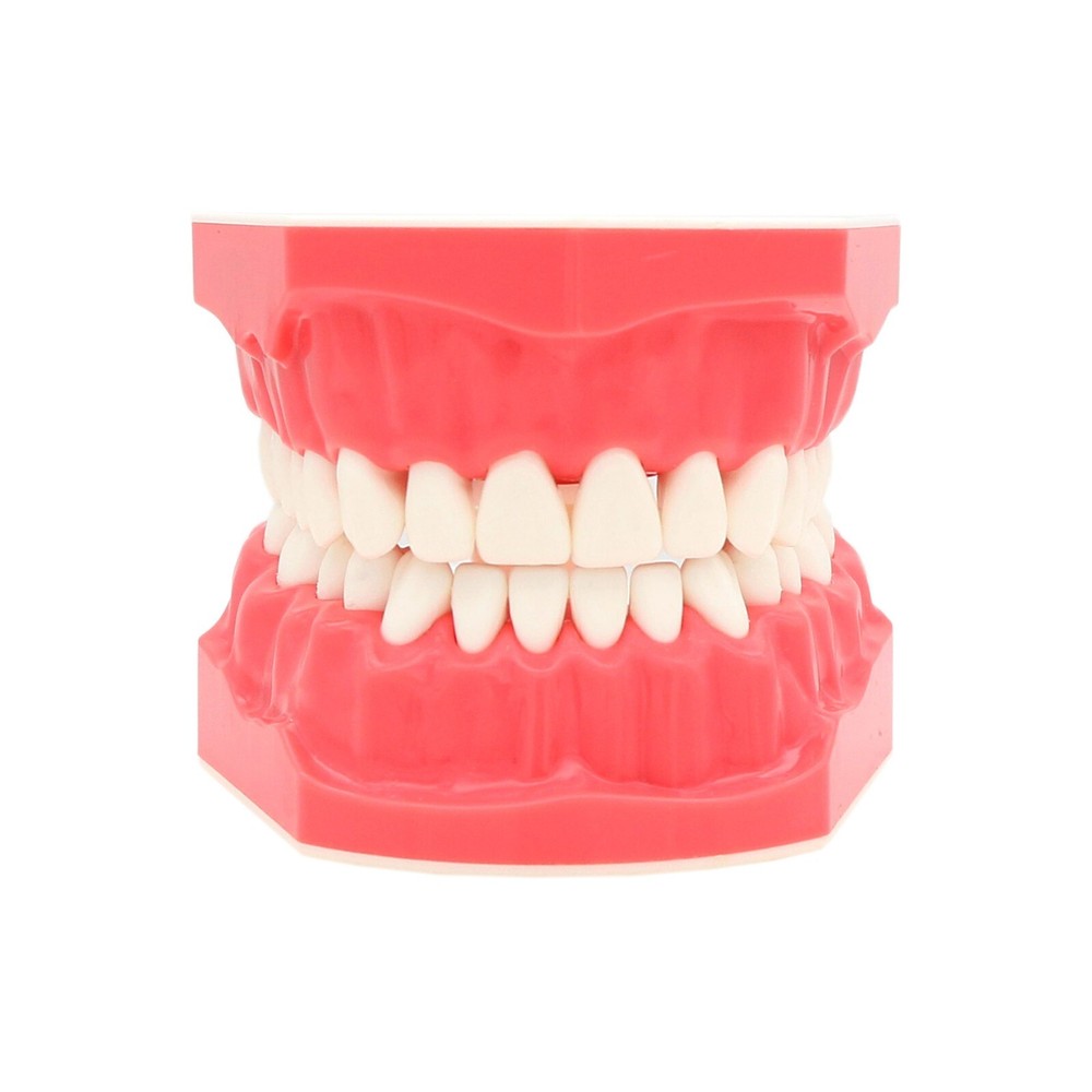 US Dental Typodont Standard 1:1 Brushing Flossing Practice Teeth Model M7010-1