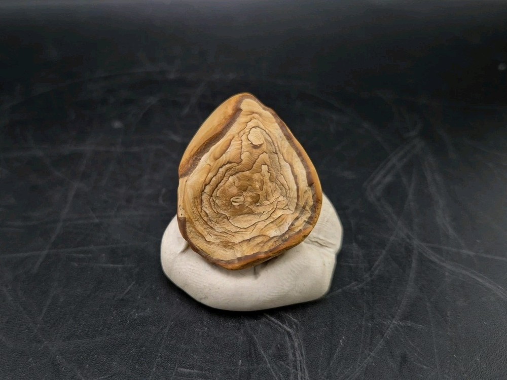 Fossil Seed Pod Pennsylvanian Epoch