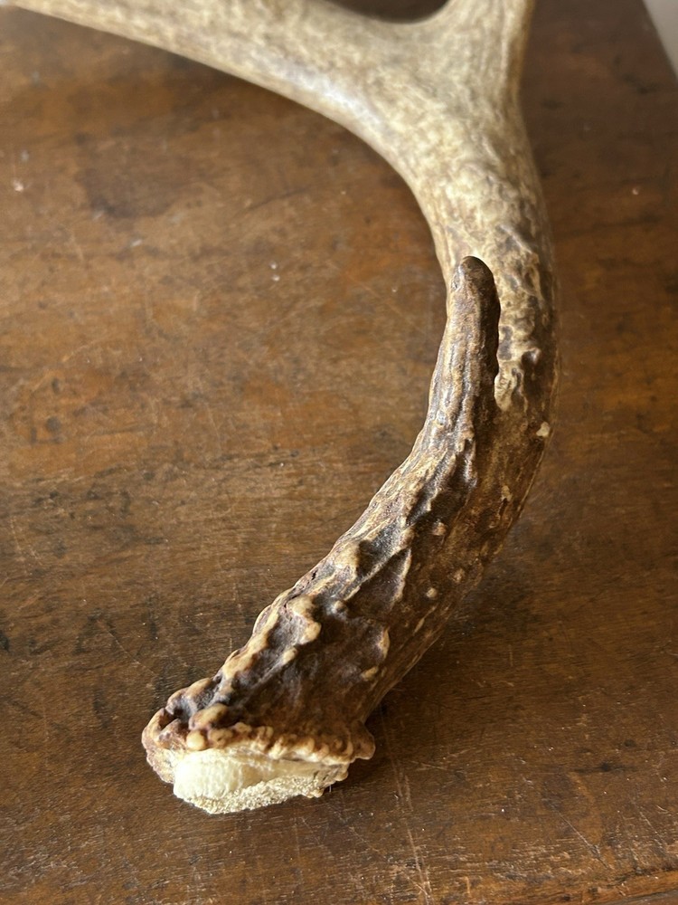 Whitetail Deer Antler Pair 7 Points Total Antlers
