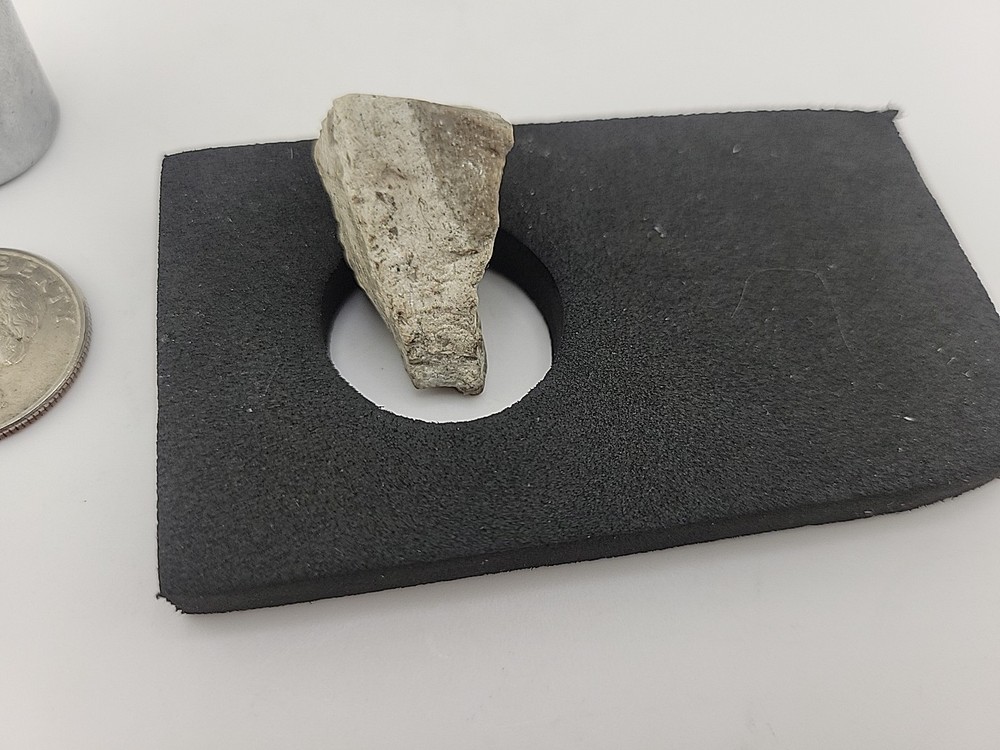 Triceratops Fossil Tooth