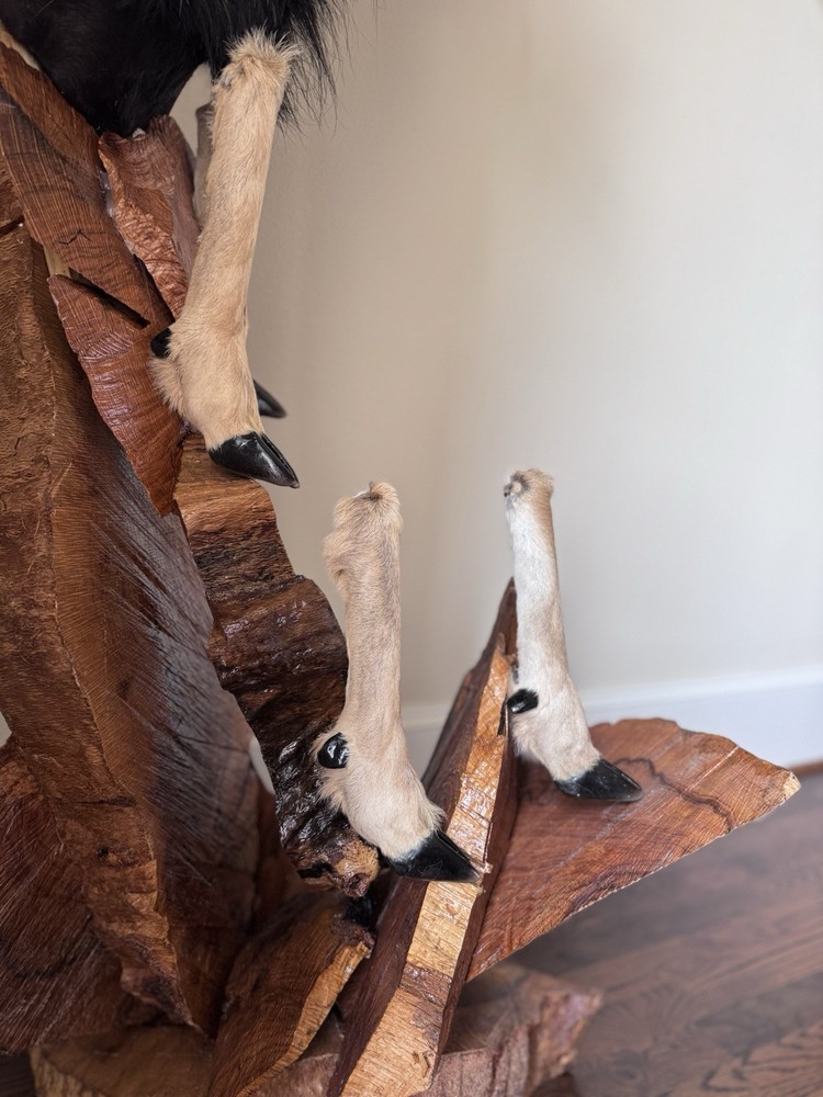 Ram Mount & leg Taxidermy