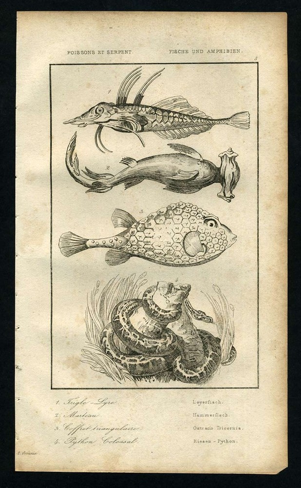 Hammerhead Shark Fish Royal Python Engraving 1838