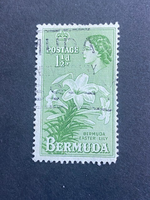 BERMUDA # 143, EASTER LILY FLOWER