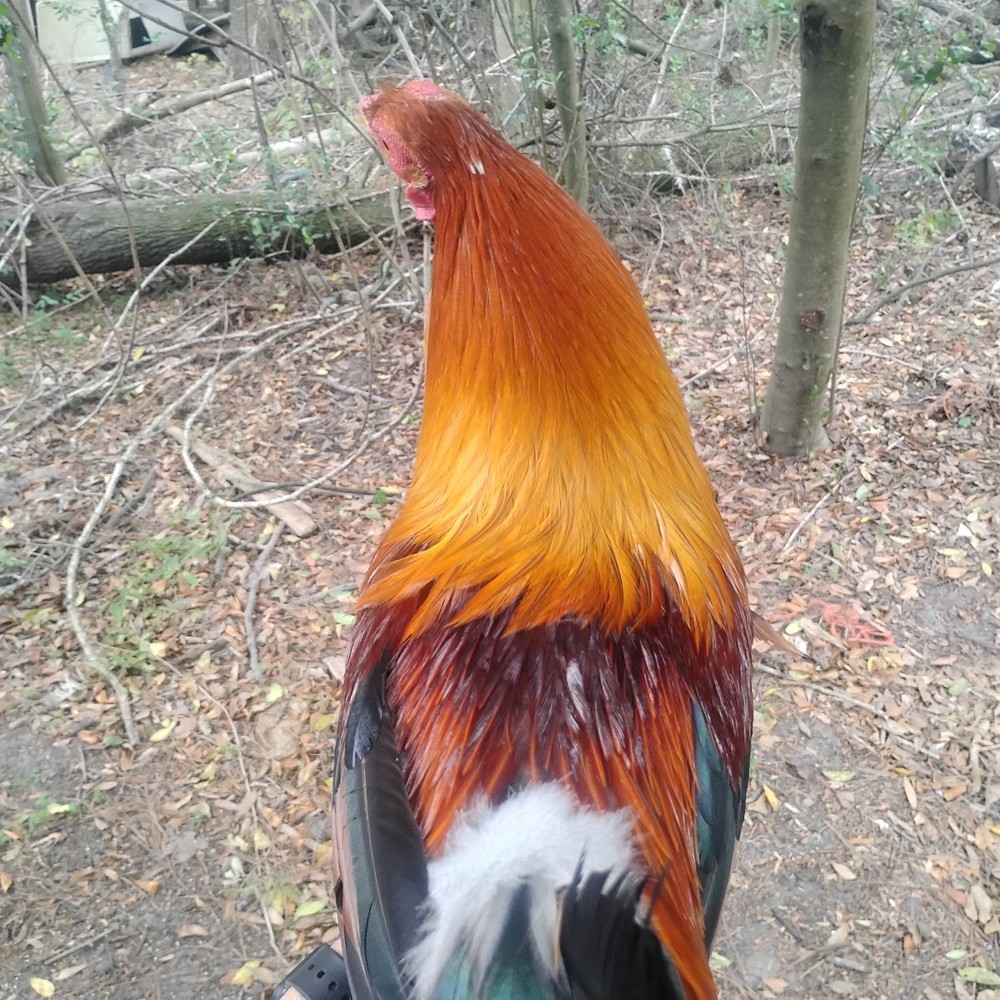 Hatchings eggs 10 ++Red/pumpkin