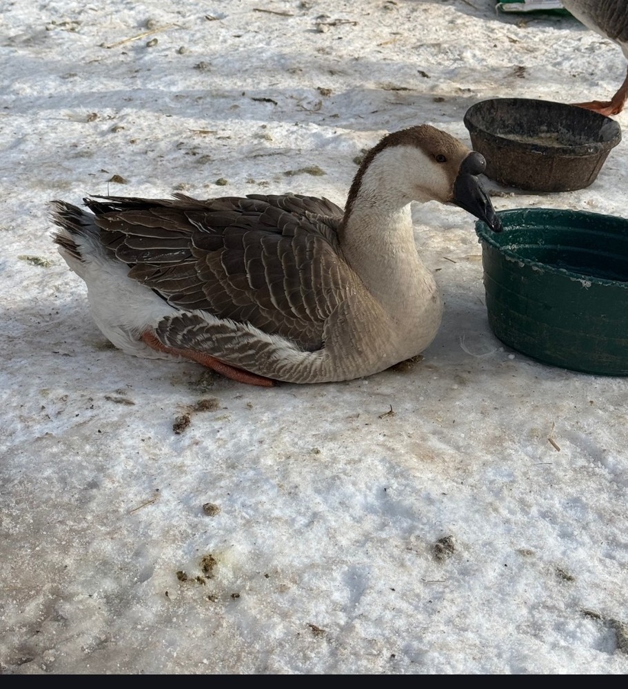 4+ Brown Chinese Geese Hatching Eggs- Fresh- Free Range