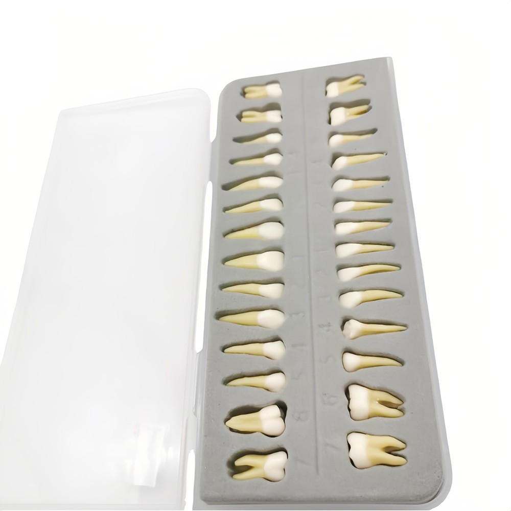 28 Resin Dental Permanent Teeth Study Tooth Model Discrete With Root Simulation