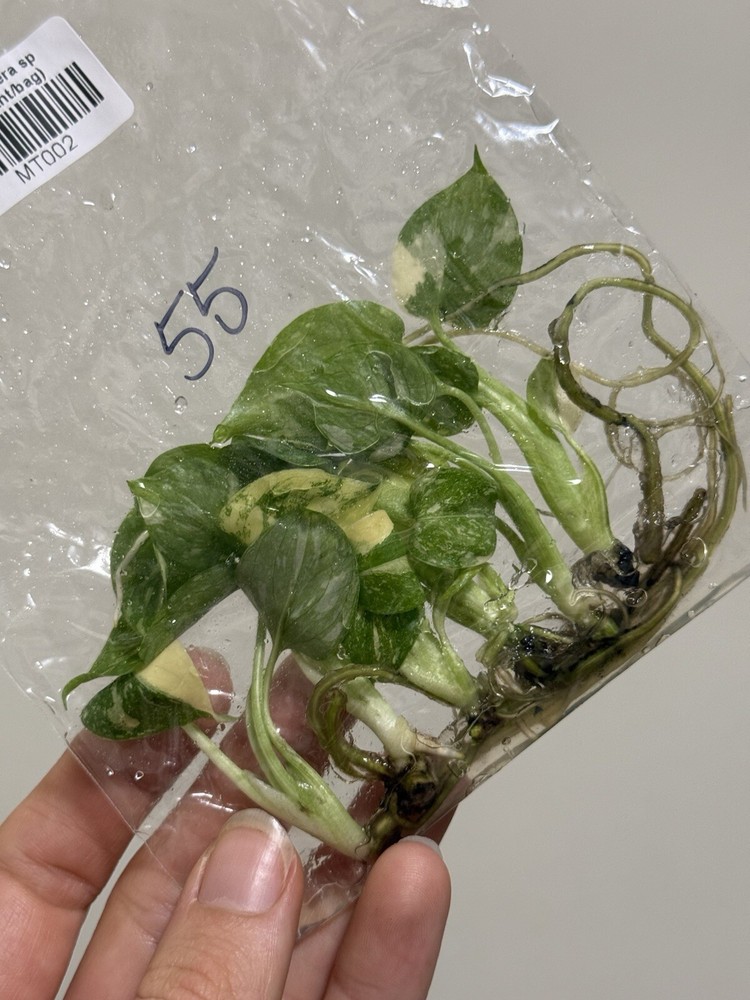 6 Variegated Monstera Thai Constellation TC Bag