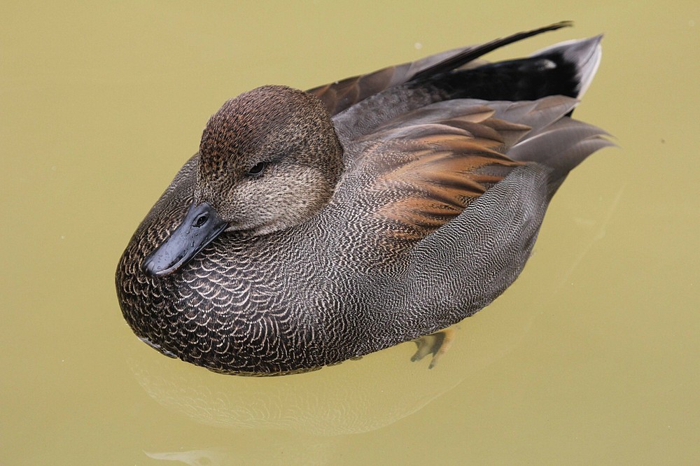 Gadwall Taxidermy / Decoy Carving Reference Photo Cd