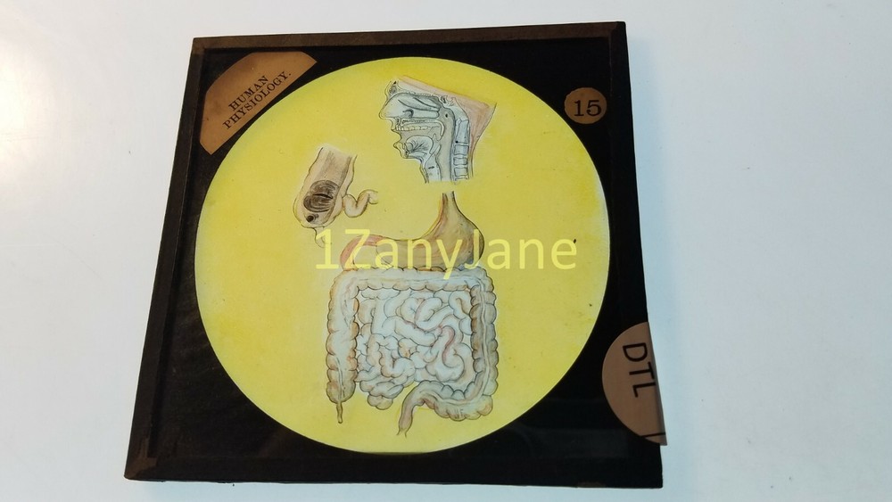 Glass Magic Lantern Slide DTL HUMAN PHYSIOLOGY DIGESTIVE SYSTEM
