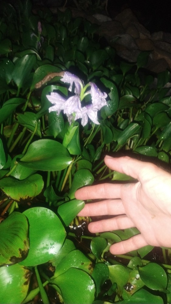 10 large Sized Water Hyacinth