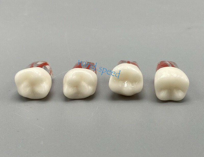100pc Dental Root Canal Teeth Study Practice Model Endodontic RCT Endo Pulp File