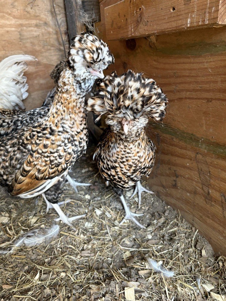 8 Candy Corn Polish Hatching Eggs** UPS FedEx USPS*