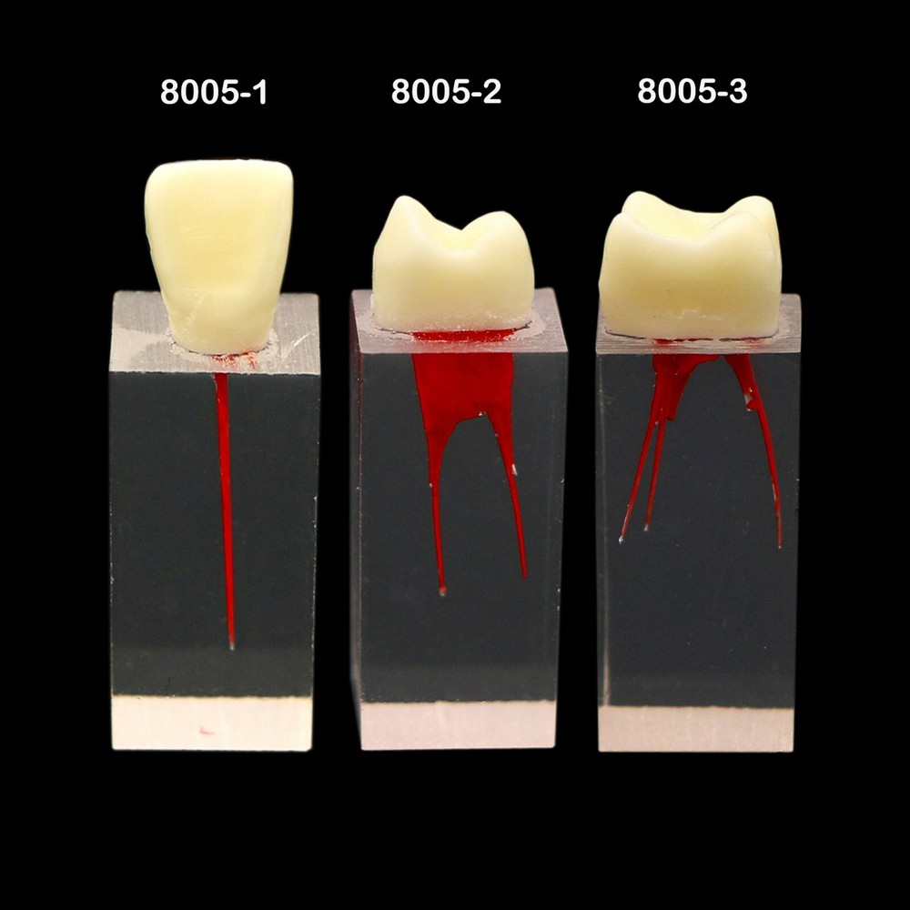 10Pcs Dental Root Canal Study Teeth Model for Endodontic Rotary Files Practice