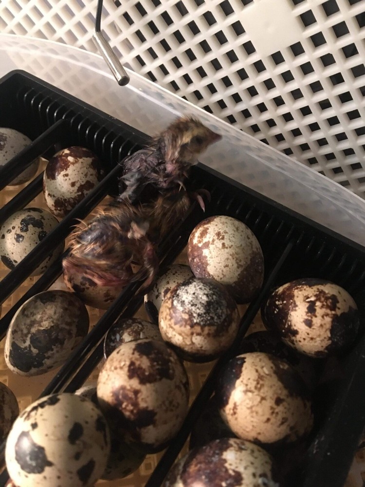 24 Fertile Jumbo Coturnix Quail Hatching Eggs