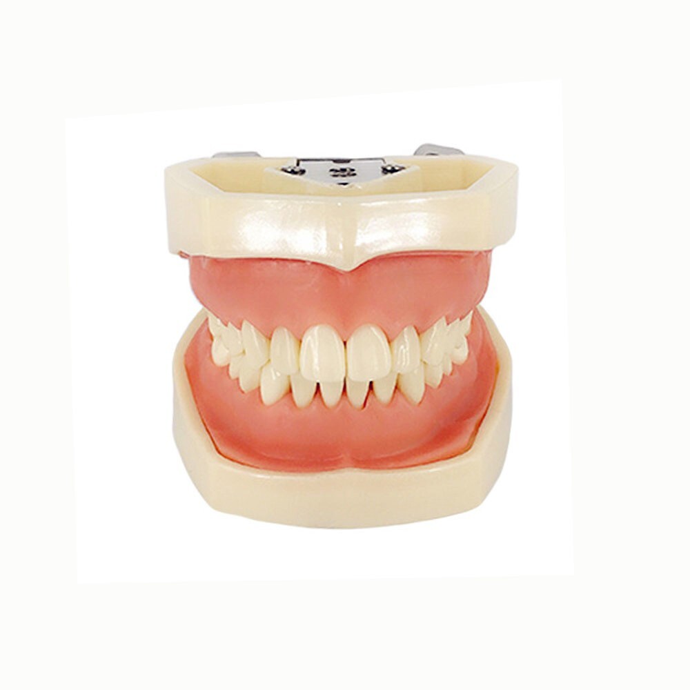 Dental Typodont Practice Study Standard Teeth Model 28 Pcs Removable Teeth M7008