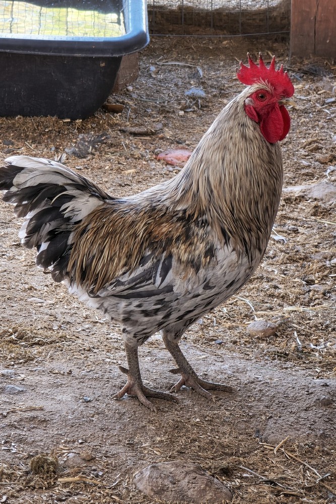 6+ F4 Generation Olive Hatching Eggs – BCM 2nd Gen Breed Back/ Silverrudd Splash