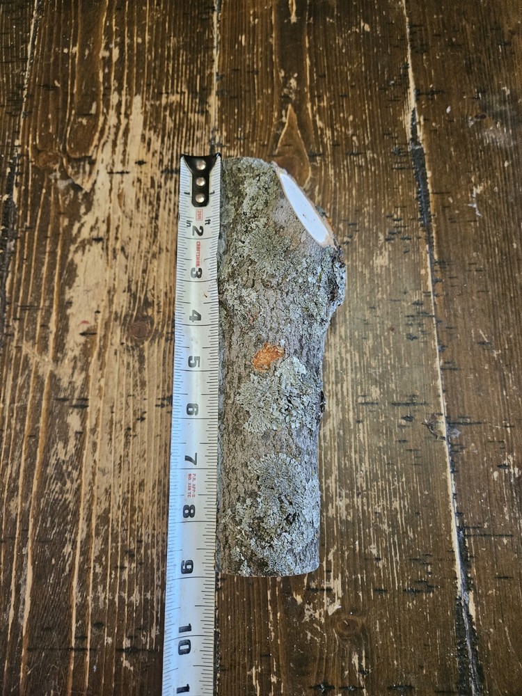 MAPLE Turning Crotch Log 9" Long M4851